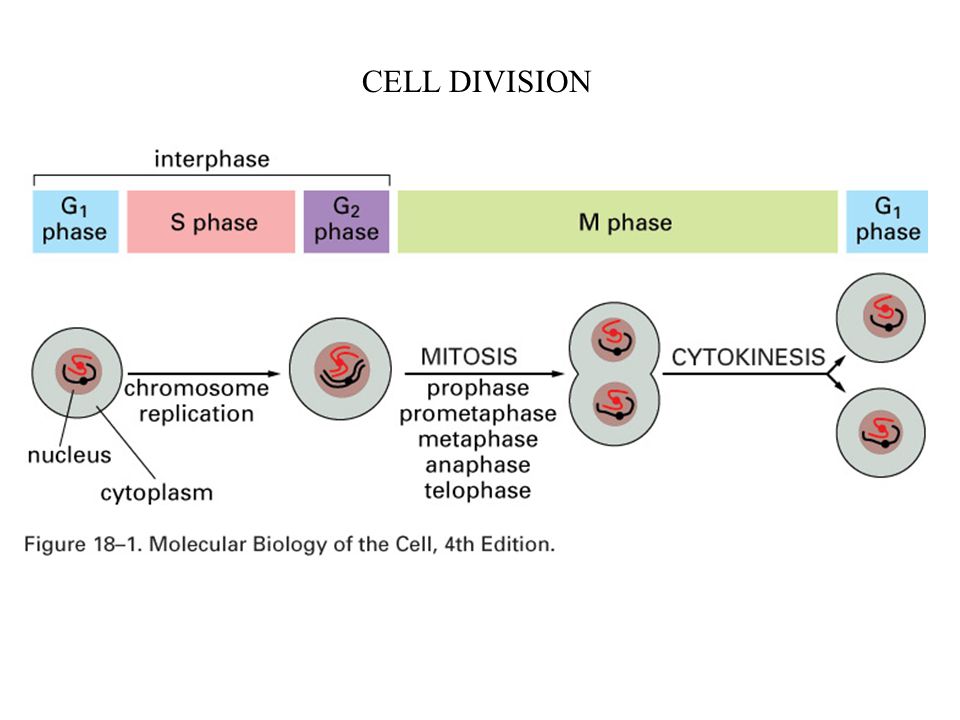CELL DIVISION. Stages of mitosis (animal cell) prophase: - chromosomes  condense (replicated in S phase) - centrosomes separate (duplicated in S  phase) - ppt download