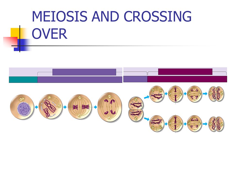 Meiosis & Crossing Over 