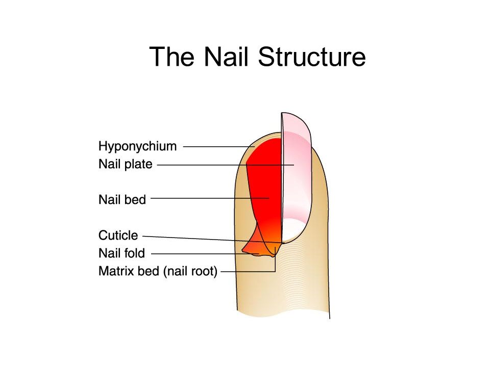 Structure of the nail The nails are composed of flat, horny scales... |  Download Scientific Diagram