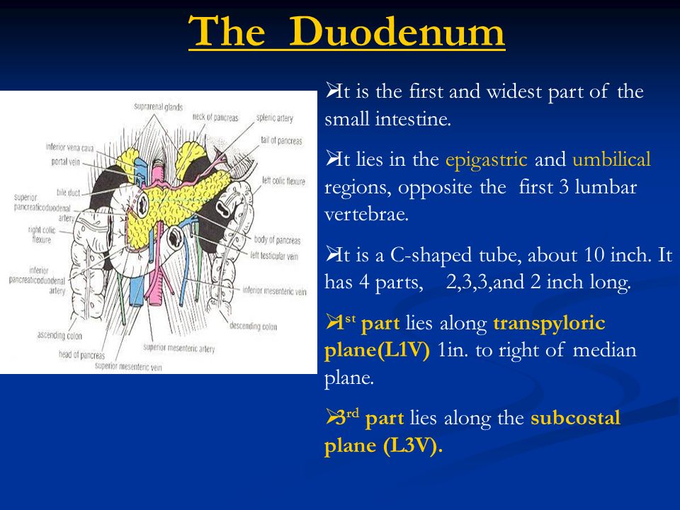 duodenum parts