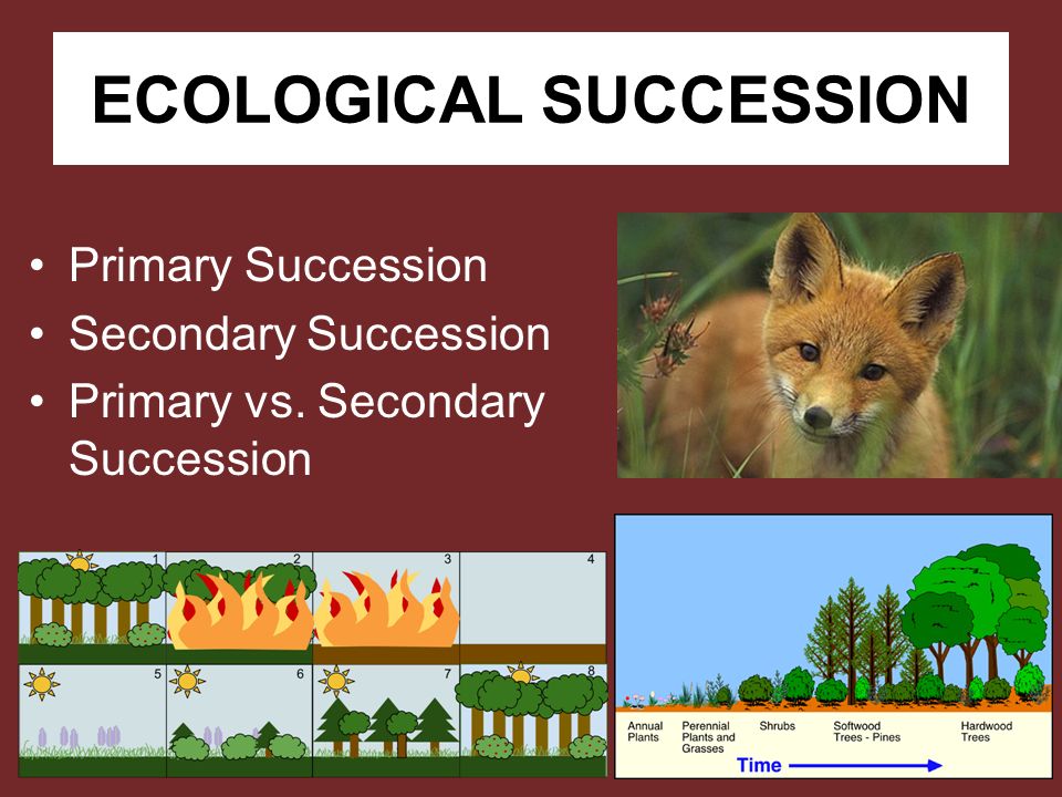 ECOLOGICAL SUCCESSION Primary Succession Secondary Succession Primary vs.  Secondary Succession. - ppt download