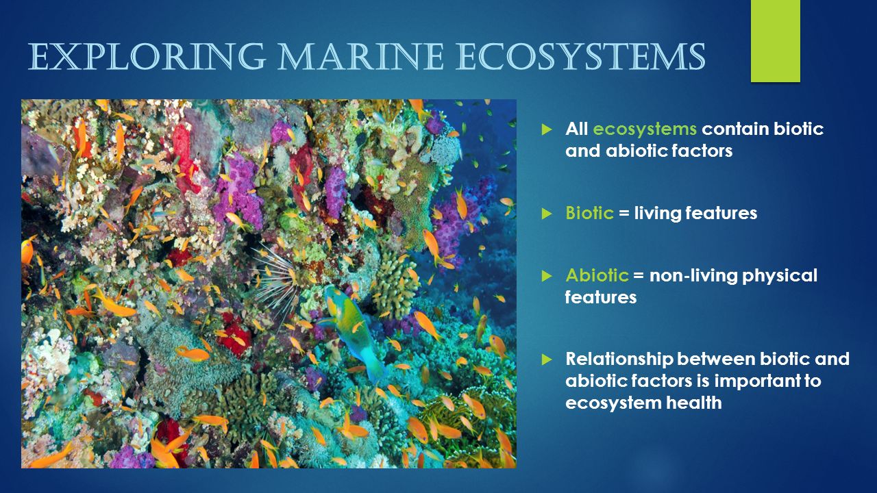 Unique Habitats Within Marine Ecosystems