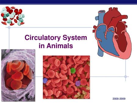 Circulatory System in Animals - ppt download