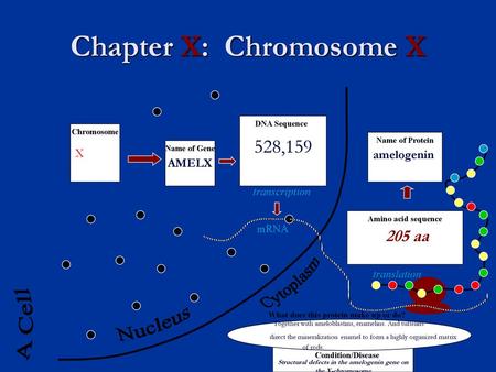 Chapter X: Chromosome X