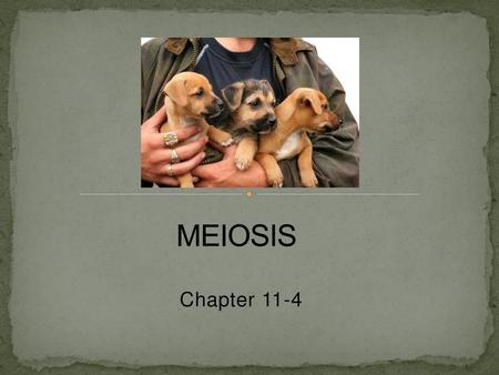 MEIOSIS Chapter 11-4.
