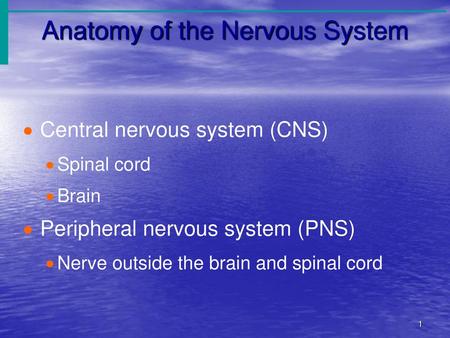 Anatomy of the Nervous System
