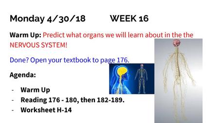 Monday 4/30/18 WEEK 16 Warm Up: Predict what organs we will learn about in the the NERVOUS SYSTEM! Done? Open your textbook to page 176. Agenda: