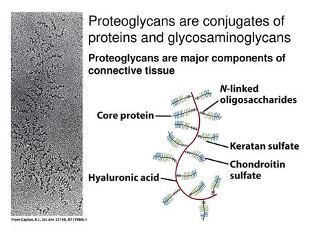 Proteoglycans are conjugates of proteins and glycosaminoglycans