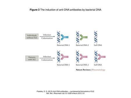 Figure 3 The induction of anti-DNA antibodies by bacterial DNA