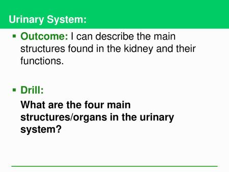 Urinary System: Outcome: I can describe the main structures found in the kidney and their functions. Drill: What are the four main structures/organs in.