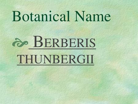 Botanical Name BERBERIS THUNBERGII.