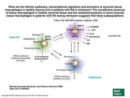 What are the effector pathways, transcriptional regulators and activators of synovial tissue macrophages in healthy donors and in patients with RA in remission?