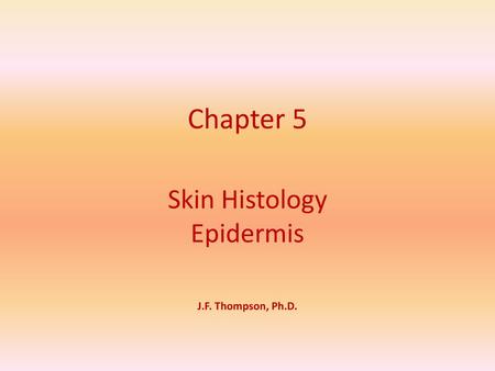 Skin Histology Epidermis J.F. Thompson, Ph.D.