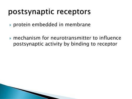 postsynaptic receptors