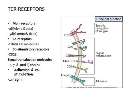 TCR RECEPTORS Main receptors -αβ(Alpha &beta) - γδ(Gamma& delta)