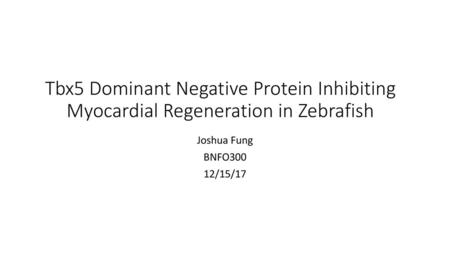 Tbx5 Dominant Negative Protein Inhibiting Myocardial Regeneration in Zebrafish Joshua Fung BNFO300 12/15/17.