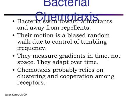 Bacterial Chemotaxis Bacteria swim toward attractants and away from repellents. Their motion is a biased random walk due to control of tumbling frequency.