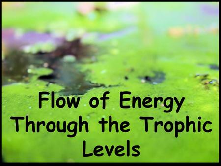 Flow of Energy Through the Trophic Levels