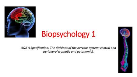 Biopsychology 1 AQA A Specification: The divisions of the nervous system: central and peripheral (somatic and autonomic).