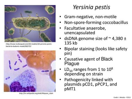 Yersinia Non lactose fermenting Gram negative rods - ppt video online  download