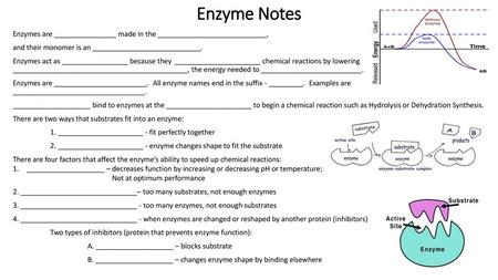 Enzyme Notes Enzymes are ________________ made in the ____________________________, and their monomer is an ____________________________. Enzymes act as.