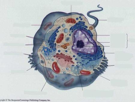 NUCLEUS Found in Eukaryotic cells Holds cells ______