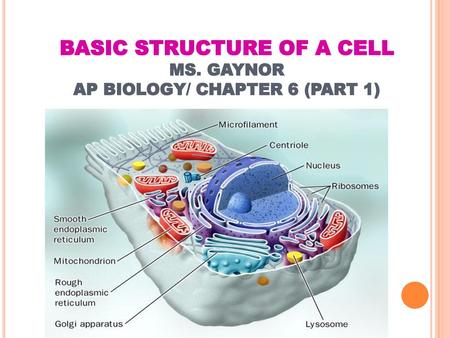 BASIC STRUCTURE OF A CELL MS. GAYNOR AP BIOLOGY/ CHAPTER 6 (PART 1)