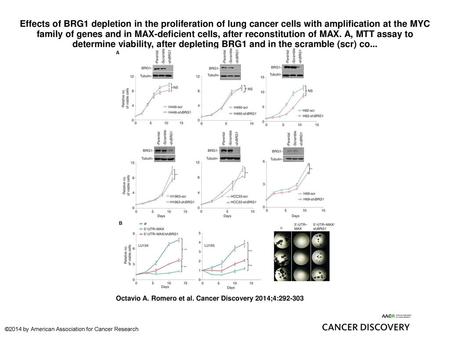 Effects of BRG1 depletion in the proliferation of lung cancer cells with amplification at the MYC family of genes and in MAX-deficient cells, after reconstitution.