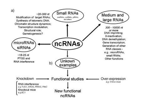 LncRNAs exert their effects by diverse mechanisms. LncRNAs exert their effects by diverse mechanisms. (A) lncRNAs can.