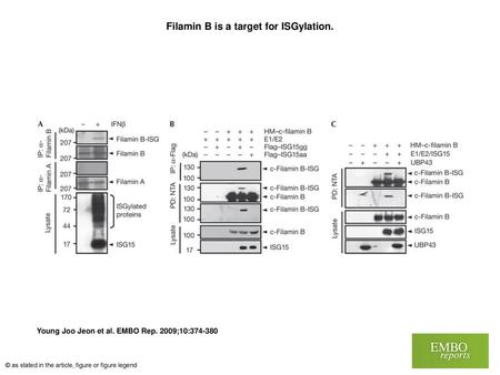 Filamin B is a target for ISGylation.
