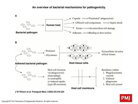 An overview of bacterial mechanisms for pathogenicity.