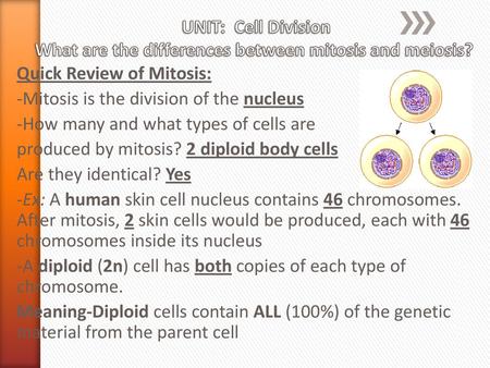 Quick Review of Mitosis: -Mitosis is the division of the nucleus