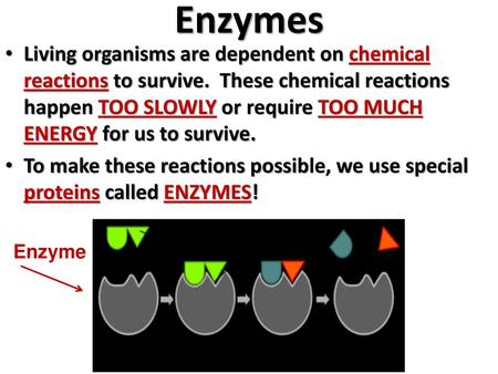 Enzymes Living organisms are dependent on chemical reactions to survive. These chemical reactions happen TOO SLOWLY or require TOO MUCH ENERGY for us.