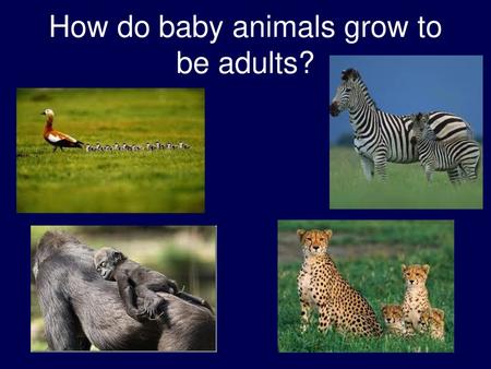 How do baby animals grow to be adults?