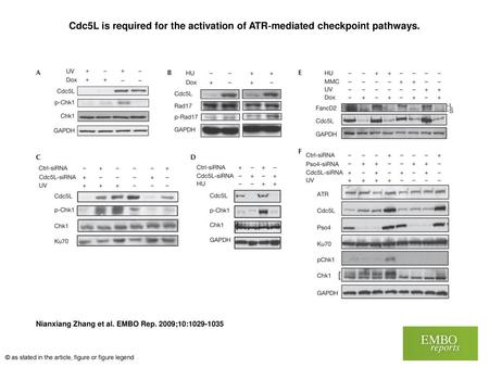 Cdc5L is required for the activation of ATR‐mediated checkpoint pathways. Cdc5L is required for the activation of ATR‐mediated checkpoint pathways. (A,B)