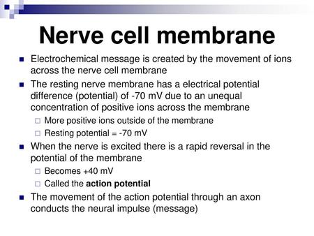 Nerve cell membrane Electrochemical message is created by the movement of ions across the nerve cell membrane The resting nerve membrane has a electrical.