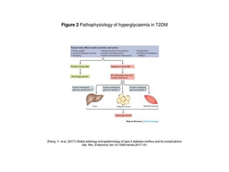 Figure 2 Pathophysiology of hyperglycaemia in T2DM