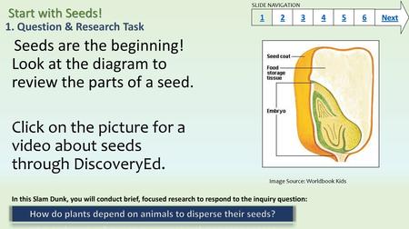 Start with Seeds! 1. Question & Research Task