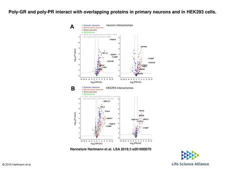 Poly-GR and poly-PR interact with overlapping proteins in primary neurons and in HEK293 cells. Poly-GR and poly-PR interact with overlapping proteins in.