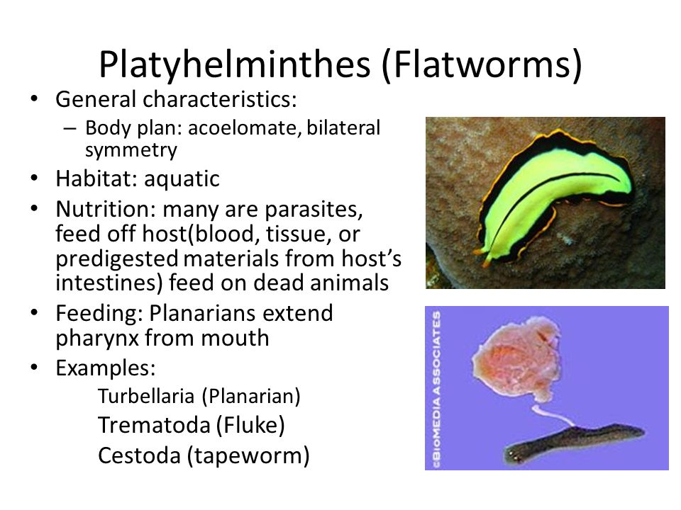Platyhelminthes példák fajokra