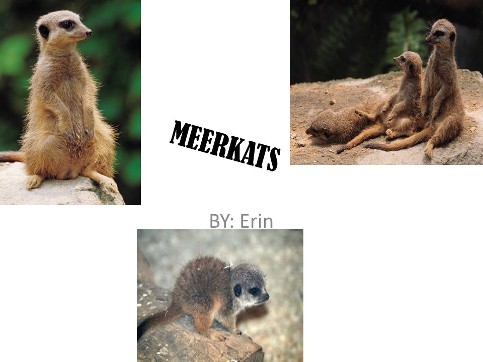 MEERKATS BY: Erin Hey guess who I am I am a Meerkat you are going to learn  a lot about me! You are going to learn what I eat, my adaptations, my