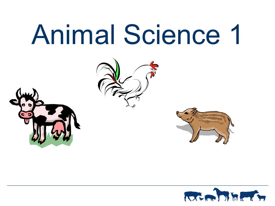 WF-R ANIMAL SCIENCE 1 Animal Science 1. WF-R ANIMAL SCIENCE 1 Introduction  Competency: Investigate agricultural animals in order to build a  foundational. - ppt download