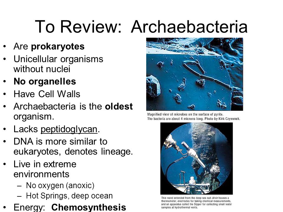 To Review: Archaebacteria - ppt video online download