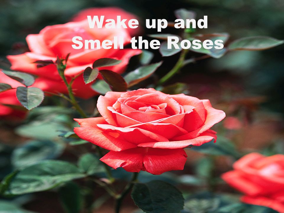 Wake up and Smell the Roses. Wake up and Smell the Coffee. - ppt download