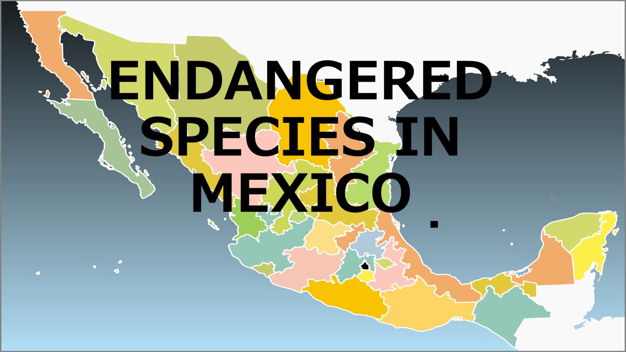 ENDANGERED SPECIES IN MEXICO. Mexico is a country rich in wildlife and makes up about 10 percent of the species living in the world; at least half of. - ppt download ENDANGERED SPECIES IN MEXICO. Mexico is a country rich in wildlife and makes up about 10 percent of the species living in the world; at least half of. - ppt download