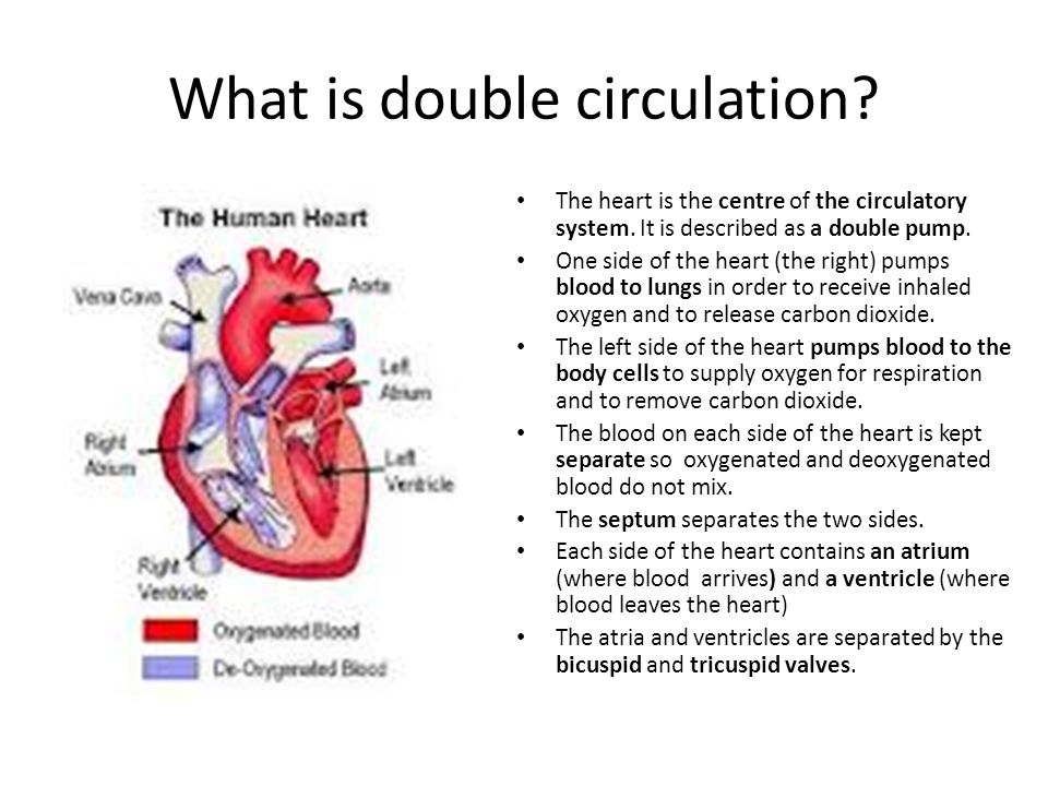 What is double circulation? - ppt video online download