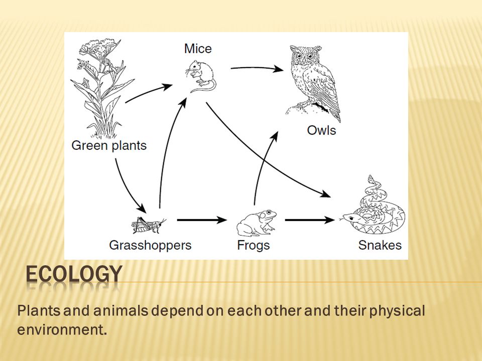 Ecology Plants and animals depend on each other and their physical  environment. - ppt download