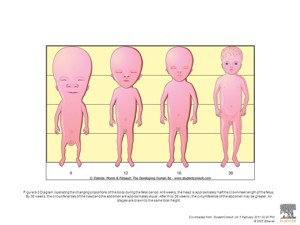 Growth Chart: Fetal Length and Weight- Week by Week - Nurturey Blog
