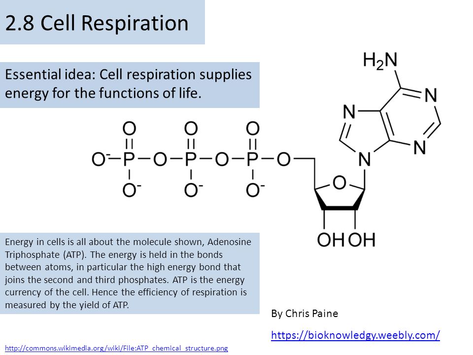 2 8 Cell Respiration Essential Idea Cell Respiration Supplies Energy For The Functions Of Life Energy In Cells Is All About The Molecule Shown Adenosine Ppt Download