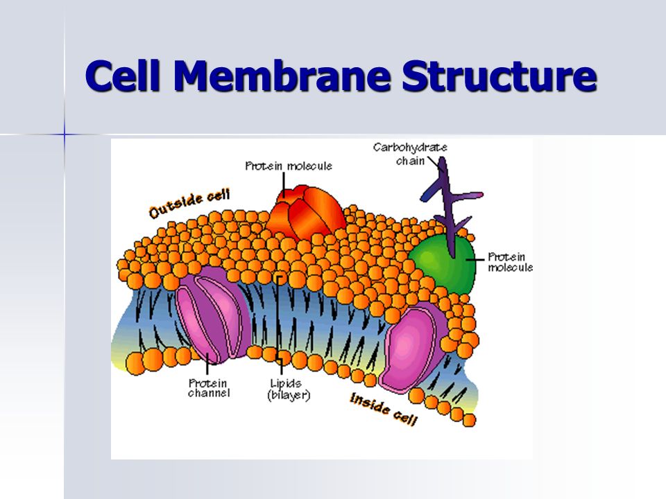 Structure des membranes